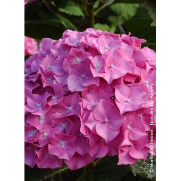 HYDRANGEA BENELUX ROSE (Hortensia)