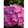 HYDRANGEA BENELUX ROSE (Hortensia)