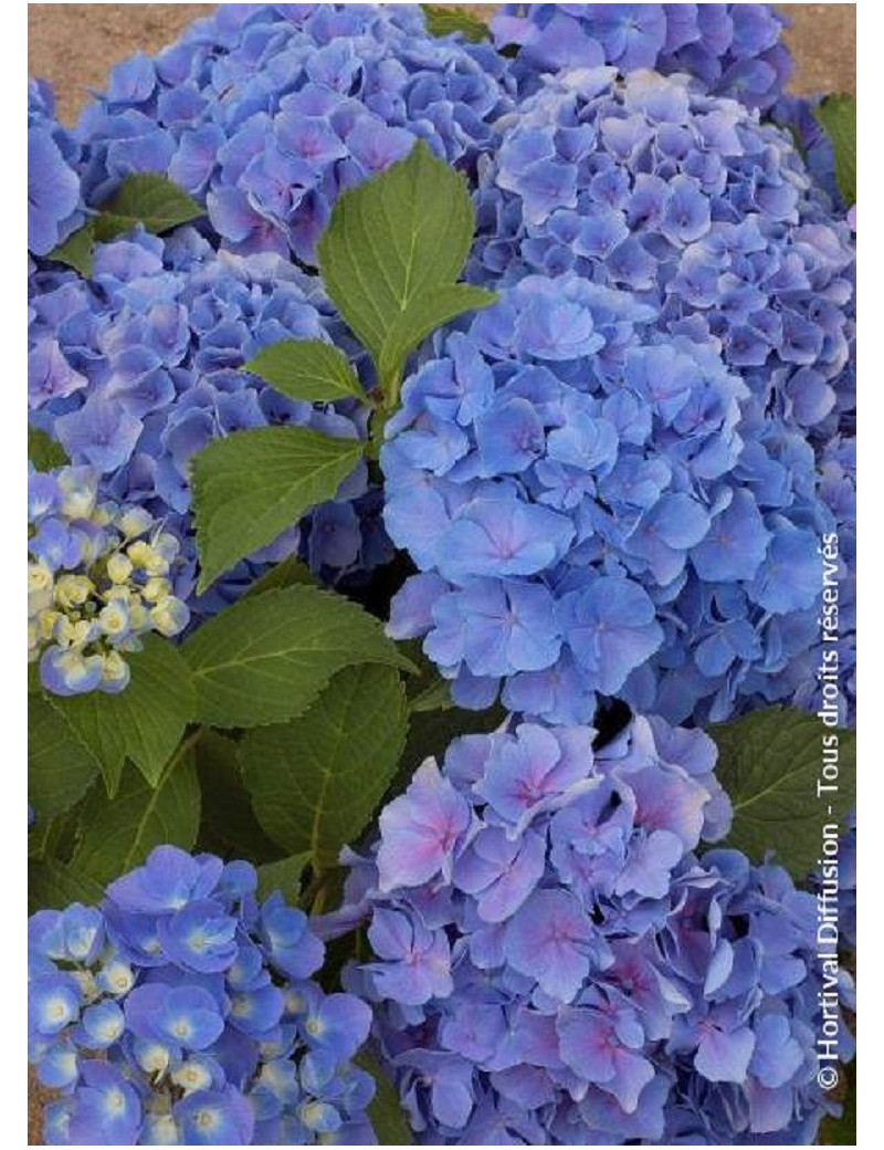 HYDRANGEA BENELUX BLEU (Hortensia)