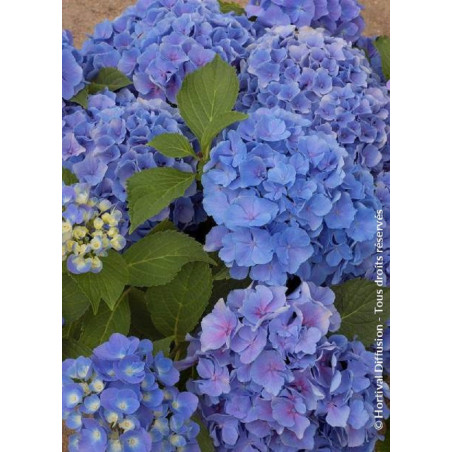 HYDRANGEA BENELUX BLEU (Hortensia)