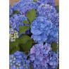 HYDRANGEA BENELUX BLEU (Hortensia)