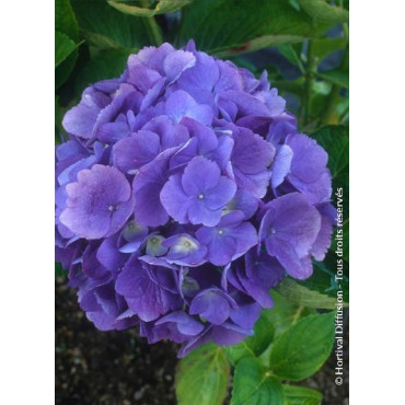 HYDRANGEA BODENSEE (Hortensia)