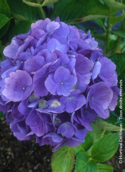 HYDRANGEA BODENSEE
