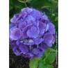 HYDRANGEA BODENSEE (Hortensia)