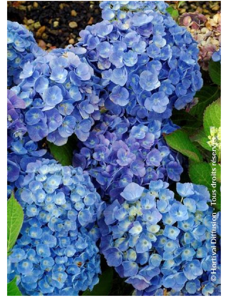 HYDRANGEA BODENSEE (Hortensia)