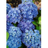 HYDRANGEA BODENSEE (Hortensia)