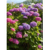 HYDRANGEA BODENSEE (Hortensia)