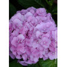 HYDRANGEA BODENSEE (Hortensia)