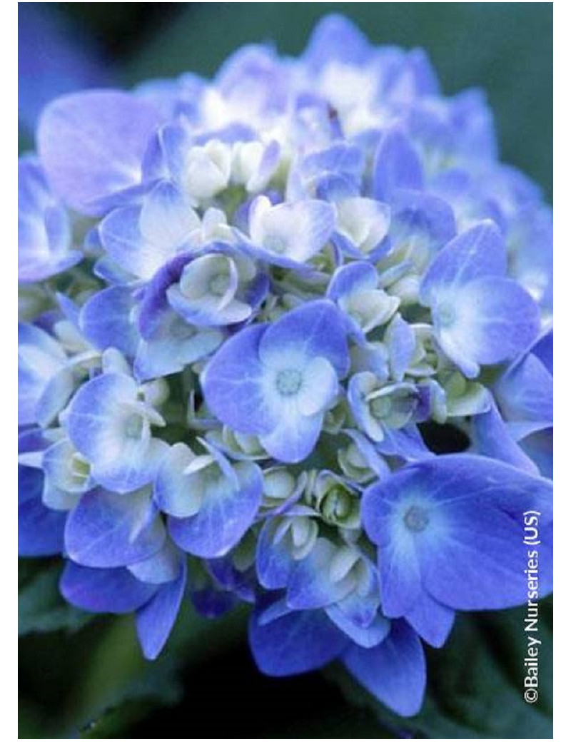 HYDRANGEA ENDLESS SUMMER ORIGINAL BLEU® (Hortensia)