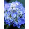 HYDRANGEA ENDLESS SUMMER ORIGINAL BLEU® (Hortensia)