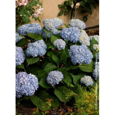 HYDRANGEA ENDLESS SUMMER ORIGINAL BLEU® (Hortensia)