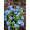 HYDRANGEA ENDLESS SUMMER ORIGINAL BLEU® (Hortensia)