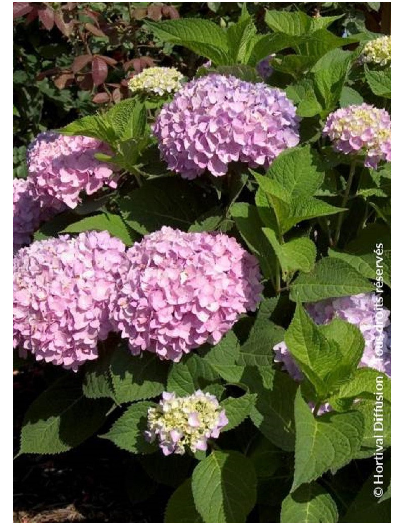 HYDRANGEA ENDLESS SUMMER ORIGINAL ROSE® (Hortensia)