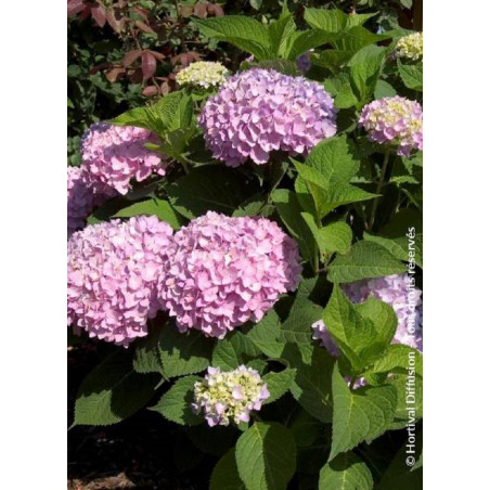 HYDRANGEA ENDLESS SUMMER ORIGINAL ROSE® (Hortensia)