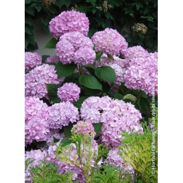 HYDRANGEA ENDLESS SUMMER ORIGINAL ROSE® (Hortensia)