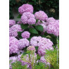 HYDRANGEA ENDLESS SUMMER ORIGINAL ROSE® (Hortensia)