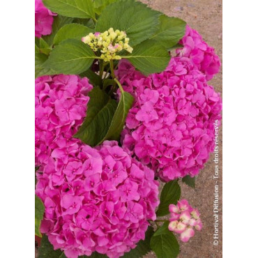 HYDRANGEA FREUDENSTEIN (Hortensia)