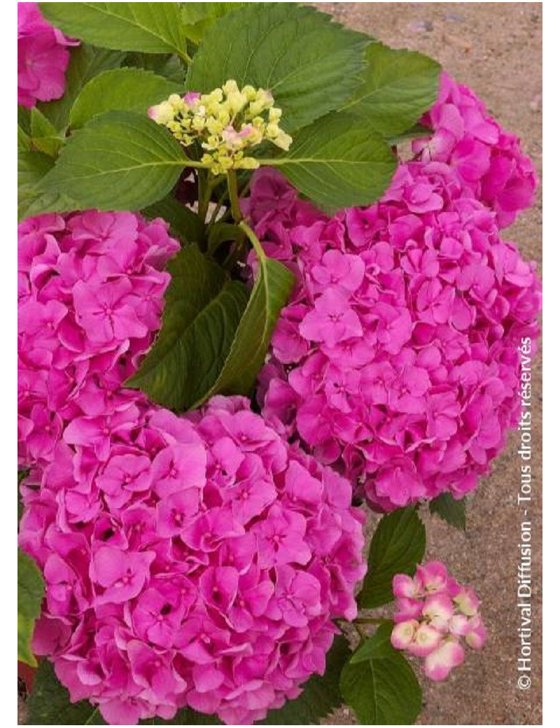 HYDRANGEA FREUDENSTEIN (Hortensia)