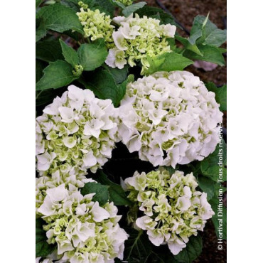 HYDRANGEA IMMACULATA (Hortensia)