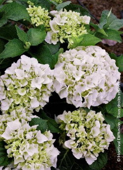 HYDRANGEA IMMACULATA