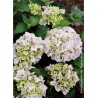 HYDRANGEA IMMACULATA (Hortensia)