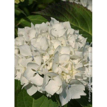 HYDRANGEA IMMACULATA (Hortensia)