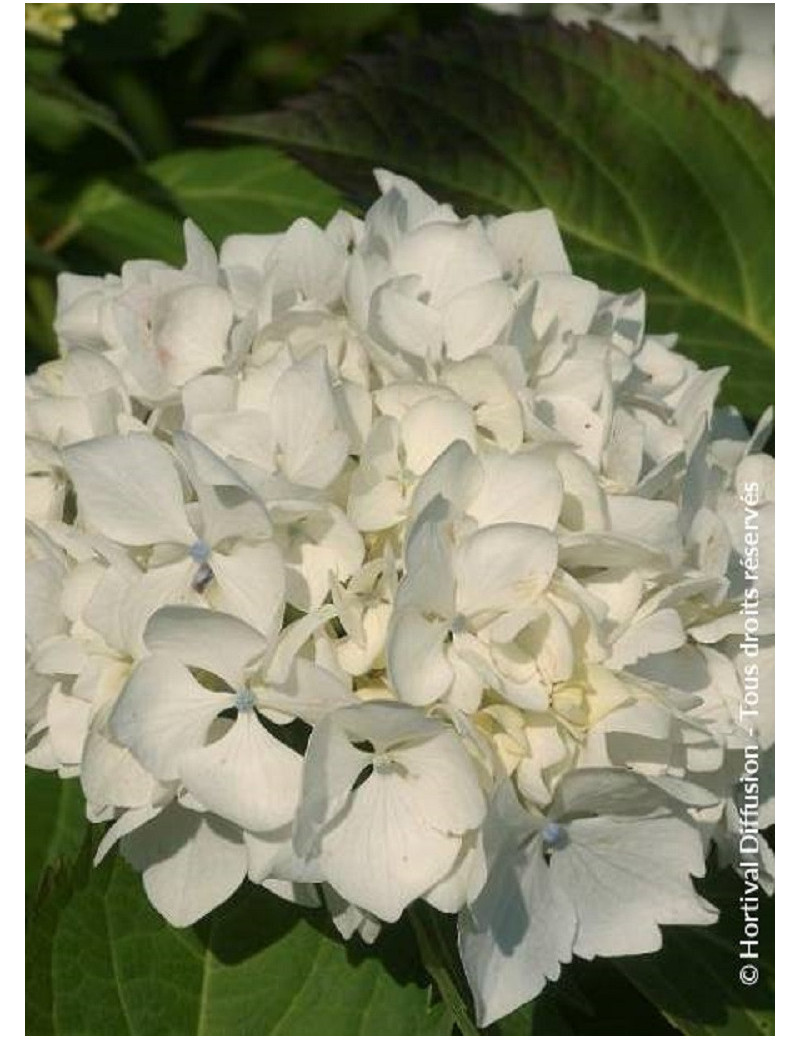 HYDRANGEA IMMACULATA (Hortensia)