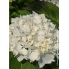 HYDRANGEA IMMACULATA (Hortensia)