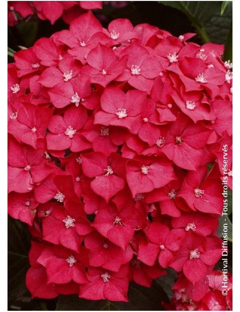 HYDRANGEA LEUCHTFEUER (Hortensia)