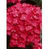 HYDRANGEA LEUCHTFEUER (Hortensia)