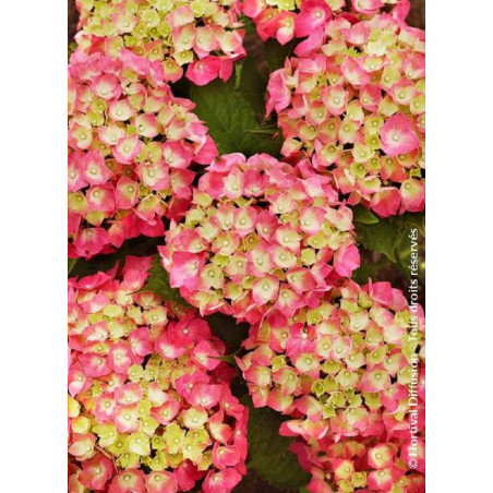 HYDRANGEA LEUCHTFEUER (Hortensia)