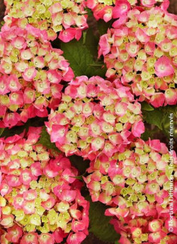 HYDRANGEA LEUCHTFEUER