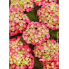 HYDRANGEA LEUCHTFEUER (Hortensia)