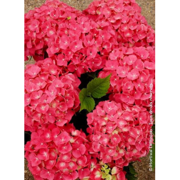 HYDRANGEA LEUCHTFEUER (Hortensia)