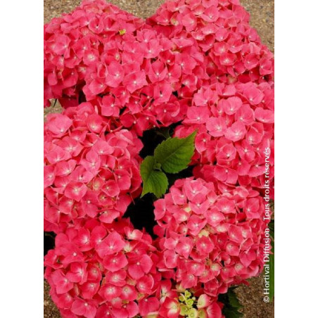 HYDRANGEA LEUCHTFEUER (Hortensia)