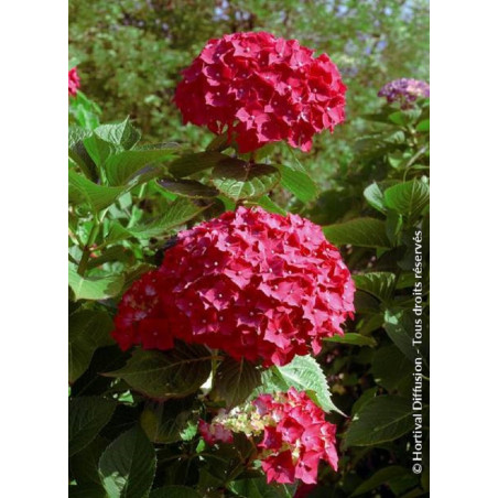 HYDRANGEA LEUCHTFEUER (Hortensia)