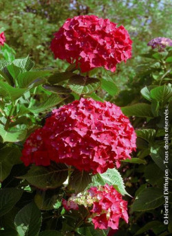 HYDRANGEA LEUCHTFEUER