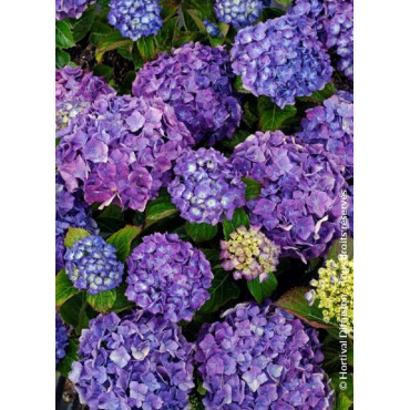 HYDRANGEA MATHILDA GUTGES (Hortensia)