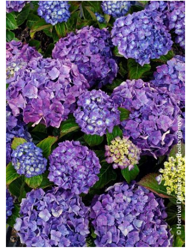 HYDRANGEA MATHILDA GUTGES (Hortensia)