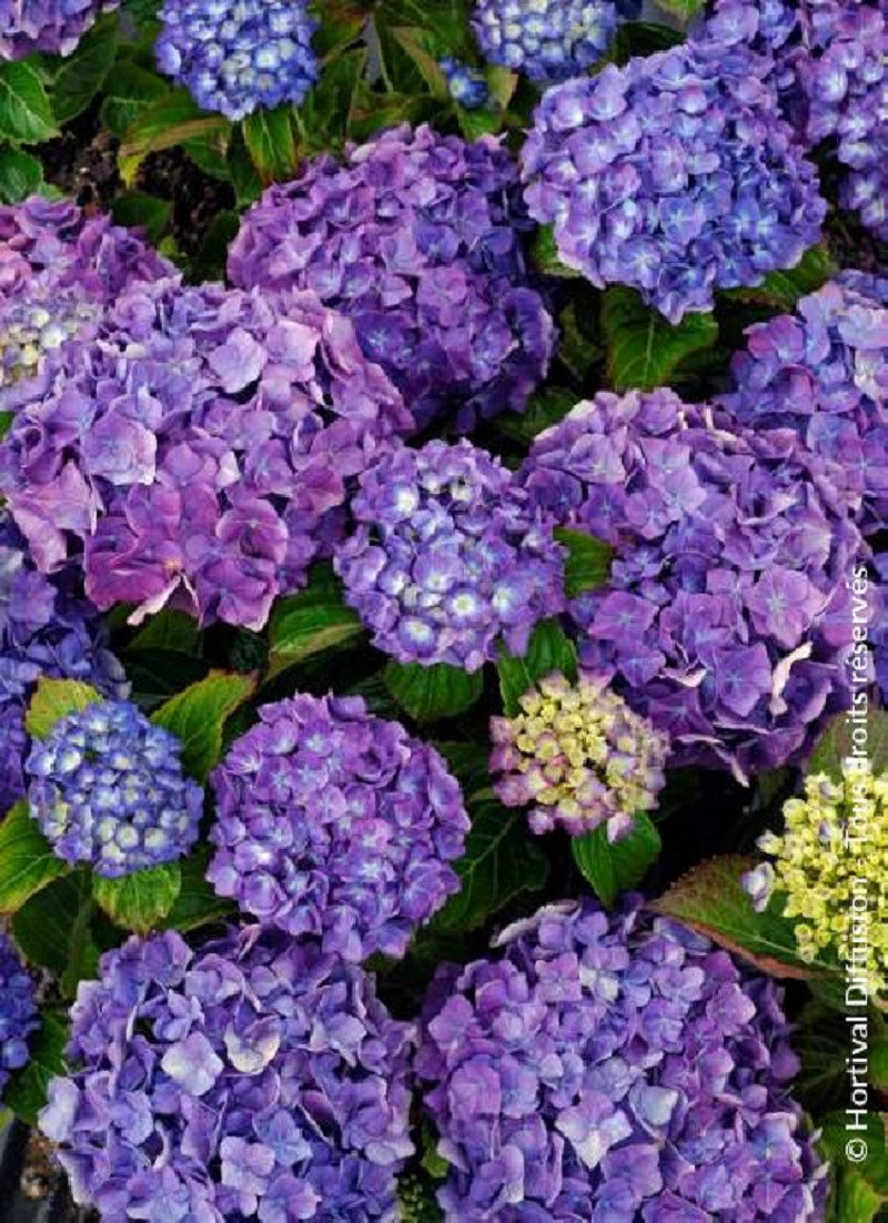 HYDRANGEA MATHILDA GUTGES