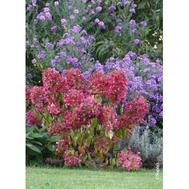 HYDRANGEA paniculata DIAMANT ROUGE® (Hortensia paniculé)