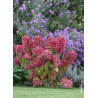 HYDRANGEA paniculata DIAMANT ROUGE® (Hortensia paniculé)