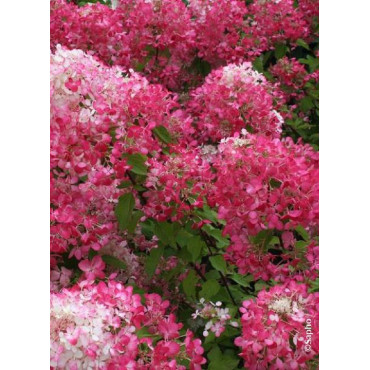 HYDRANGEA paniculata DIAMANT ROUGE® (Hortensia paniculé)