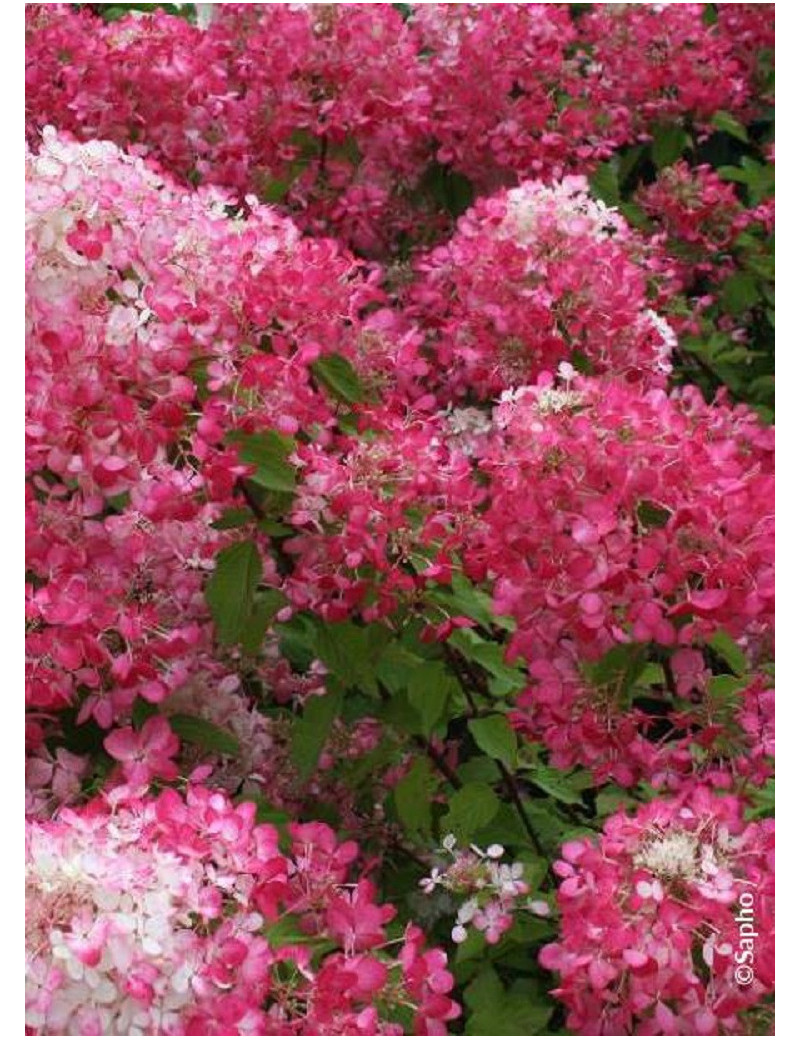 HYDRANGEA paniculata DIAMANT ROUGE® (Hortensia paniculé)