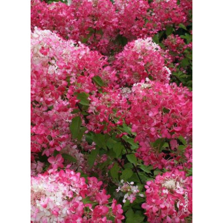 HYDRANGEA paniculata DIAMANT ROUGE® (Hortensia paniculé)