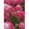 HYDRANGEA paniculata DIAMANT ROUGE® (Hortensia paniculé)