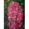 HYDRANGEA paniculata DIAMANT ROUGE® (Hortensia paniculé)