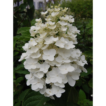 HYDRANGEA paniculata KYUSHU (Hortensia paniculé)