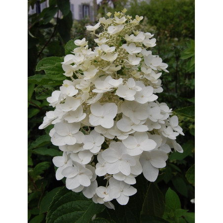 HYDRANGEA paniculata KYUSHU (Hortensia paniculé)