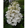 HYDRANGEA paniculata KYUSHU (Hortensia paniculé)